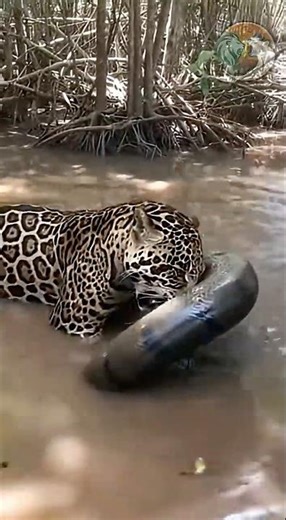 Craziest Animal Fight Compilation