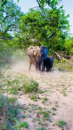 Experience the beauty of elephants! Kapama Private Game Reserve delivering the best elephant sightings 📸Megan Phelan #TravelSouthAfrica #Tourism #WeDoTourism | Tourvest Destination Management