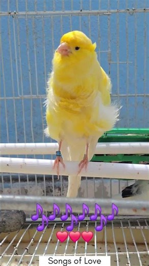Beautiful & Intense Canary Singing Compilation 🔥🐤 #canarybirds