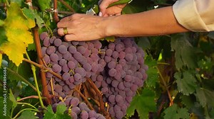 Grape harvest. Female hands cutting and picking ripe grape bunches from vines during wine harvest season. The harvesting of wine grapes in winemaking. Harvesting season