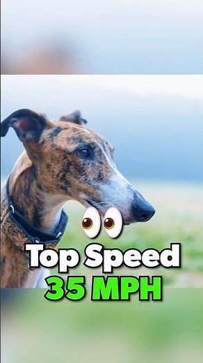 The Whippet 🔥 #dogs