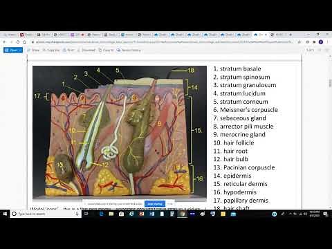 Lab Practical 2 Review