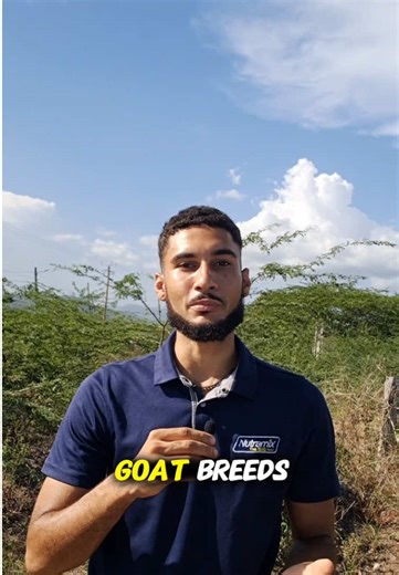 Top Meat Goat Breeds in Jamaica: A Comprehensive Guide