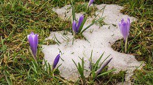 Snow Melting and Crocus Flower Blooming in Spring Time Lapse Stock Footage - Video of spring, closeup: 119743178