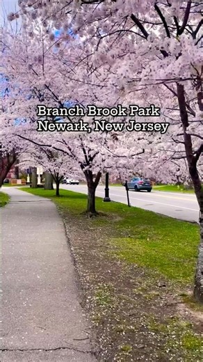 The Beautiful Branch Brook Park Cherry Blossoms #branchbrookpark #springbreak2026