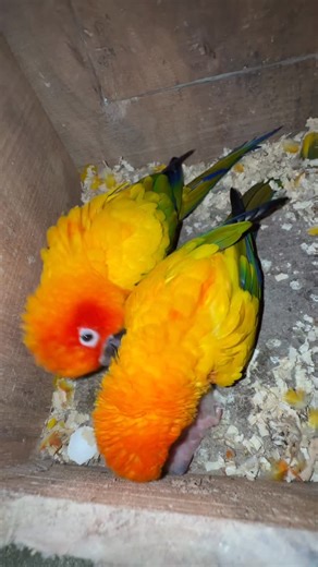 Sargam Bird's Point📍 on Instagram: "😍😍😍 sun Conure"