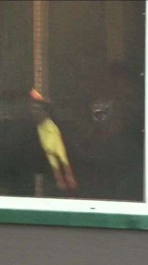 CHICKEN CHOKING BIGFOOT CAUGHT ON CAMERA - #Bigfoot#Sasquatch#Paranormal#Parody #Comedy#Spoof#caughtoncamera#Monsters#Strange#Chicken#Jokes#fu