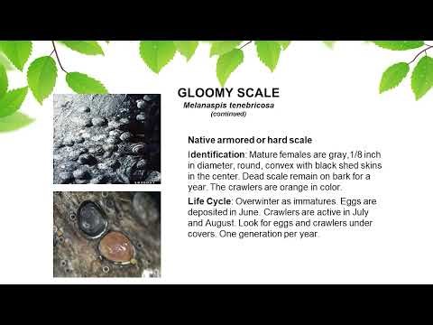 Scale Insects of the Northeast | Mauget Training