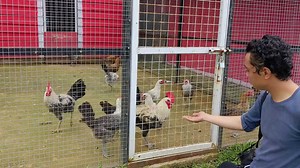 Download Feeding chicken Gallus gallus domesticus on the farm cage. The footage is suitable to use for animal farm daily life and animal zoo content media. for free