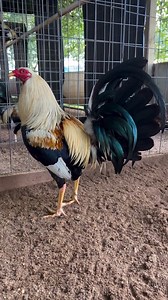 177K views · 10K reactions | Spring Valley Farm on Reels | Facebook