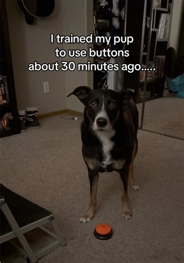 Funny Dog Training with Buttons