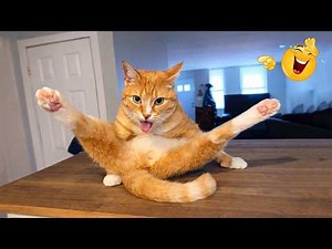 You Laugh You Lose 😂😹 | Ultimate Funny Cat Compilation
