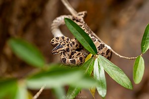 Large Spotted Cat Snake - Boiga multomaculata — HongKongSnakeID.com