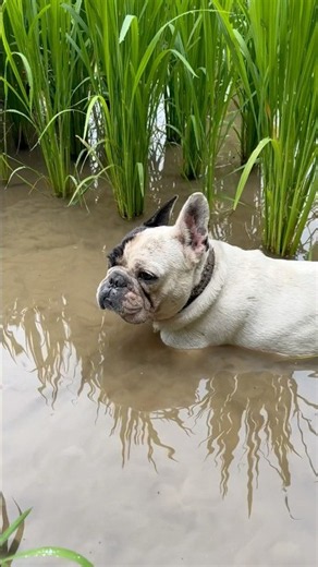 I feel like so relax at my regular rice field spot 😎 #프렌치불독 #불독 #개 #강아지 #frenchbulldog #bulldog