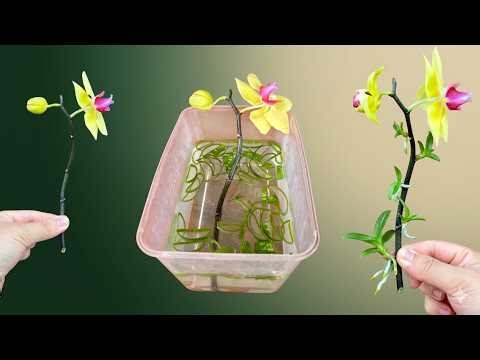 Don't throw away old orchid cuttings! Try this propagation trick using aloe vera.