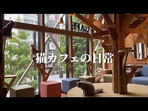 猫カフェの日常