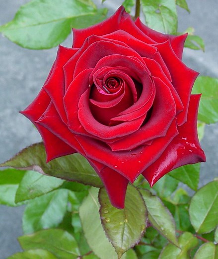 How to Grow and Care for Black Magic Rose