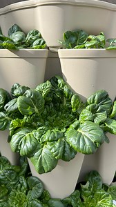 Have you ever grown tatsoi? We are growing some right now in an 5 Tier Original Planter and it has been doing so well! We planted the tatsoi from seed 65 days ago 🌱 ⁠ ⁠ Other tips for growing tatsoi:⁠ - prefers a nitrogen fertilizer⁠ - keep the soil moist ⁠ ⁠ #GreenStalk #GreenStalkGarden #gardening #garden #VerticalGarden #GrowYourOwnFood #GardenInspiration #GrowYourOwn #PlantLife #PlantsOfInstagram | GreenStalk Garden