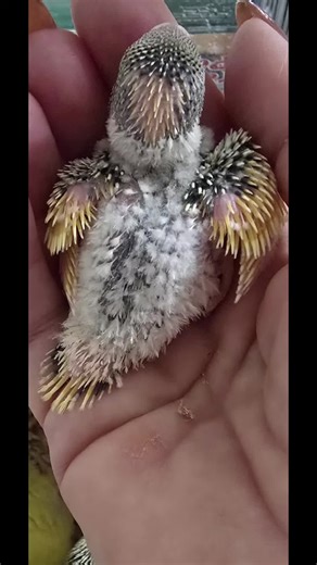 This little one has brought a very big smile to my face. This is Poppet & Pedro's youngest chick. My, they have a nest full of variation! 😍🐥 I absolutely love this mutation, one of my faves, and was hoping to get a few from this pairing but, instead, they've had 7 chicks and I've only got one! 🤣 So, why, do I love dominant-pieds: ⭐️ I adore the tell-tale