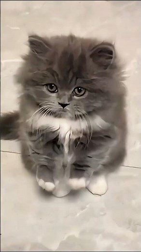 Watch This Cat Go CRAZY For a Laser Pointer! 🟢 Chasing Fun [Try Not to Aww]