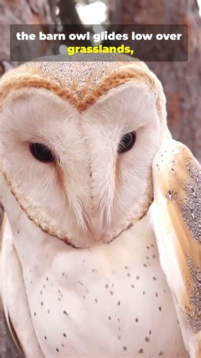 The barn owl is known for its heart-shaped face #facts #naturereels #wildlife #wildlifereels