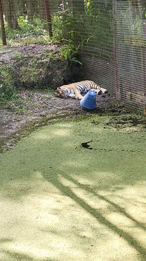 12K views · 599 reactions | #575 Jasmine Tiger enjoying a lakeside...
