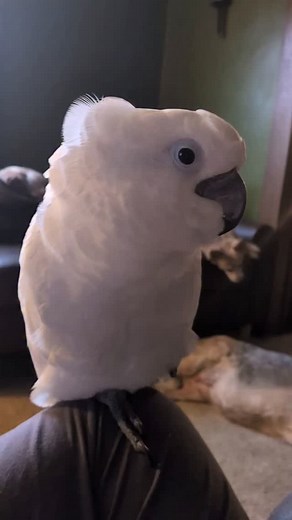 Sleepy birbo #furbythebirb #tired #sleepy #verytired #bedtime | Furbythebirb
