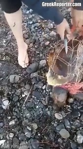 She is a heroine, successfully rescued the turtle. | Imágenes Bonitas