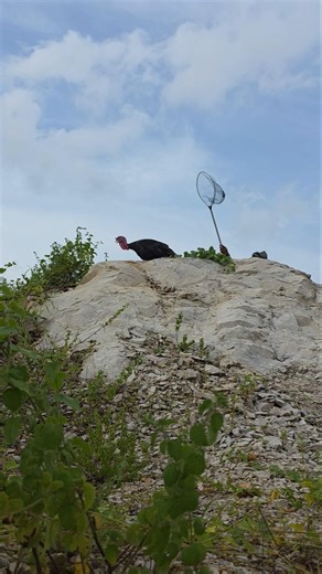 Catching chickens on the hill #shortvideo #nature #amazing #reels #viral #fyp