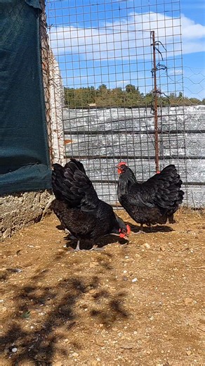 8.3K views · 20 reactions | Görkem Barut on Reels | Facebook