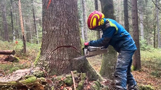 Extreme Tree Cutting with the Fastest and Most Dangerous Chainsaws