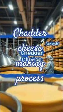 Cheddar cheese making process