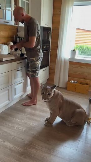 85K views · 6K reactions | When you explain to a cat that there is no food, and he doesn’t agree. The dialogue between these two is amazing. | i'm puma | Facebook