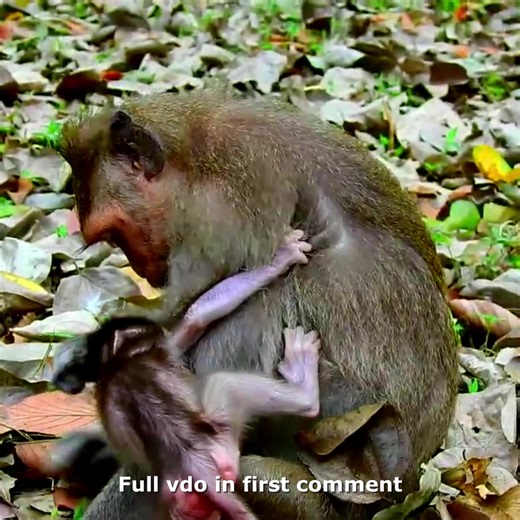 Merciful Tiny Baby Monkey Loses Milk 🥲💔 Check full vdo in first comment | Hello Monkey