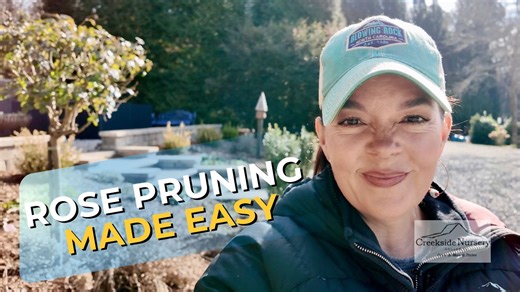 Pruning roses doesn’t have to be scary 🌹 In today’s video, I’m sharing a step-by-step guide on how I prune my roses, including shrub roses, rose standards, and climbing roses. I walk through where to cut, how much to remove, and why it matters — all in real time, right in the garden. This is one of those evergreen garden skills that’s worth learning once and using forever. I hope it gives you the confidence to prune your roses and enjoy healthier plants with more blooms! 💕 | Creekside Nursery,