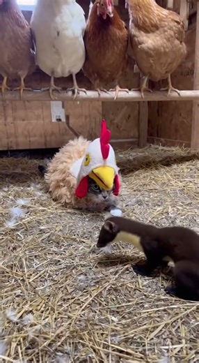 When the ‘Chicken’ attacks 😭😂! #funny #viral #foryou #fyp #tiktok