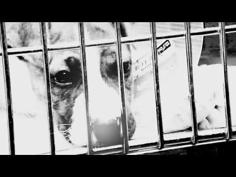 ASPCA & UNICEF Commercial Audio Swap