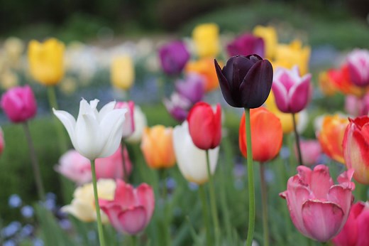 Tulip Mania | Dutch Tulip Trade, Financial Speculation & Economic Bubble | Britannica Money