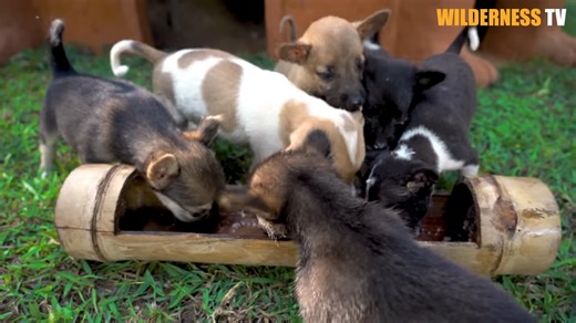 We found poor, hungry puppies cold and scared, then we built them a cute little house