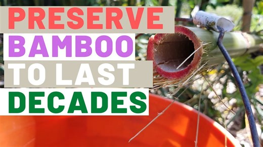 How to Preserve Bamboo; Including DIY Boucheire Method