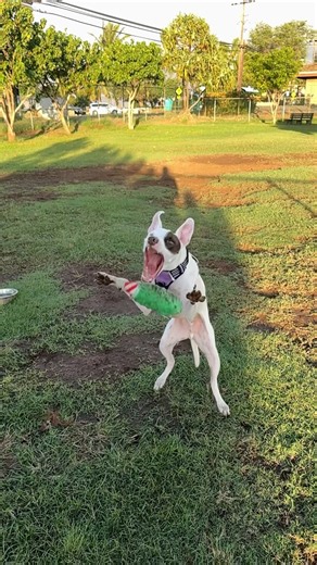 Funny Dog Can’t Catch Anything, Rescue Doggo Misses Toy, Slow Motion Dog Fail, Cute Dog Video #dogs