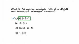 Determining Phenotypic Ratios from a Cross between Two Heterozygous Individuals