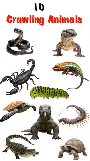 10 Crawling Animals | Hindi English | Kids Short