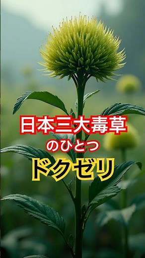 ドクゼリ 日本三大毒草のひとつ❗️