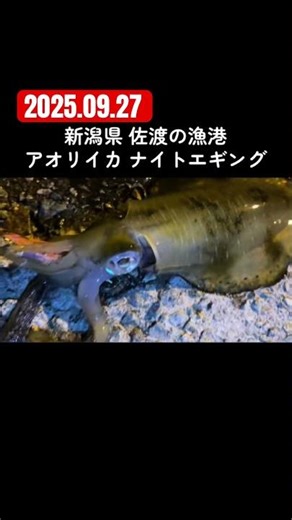 新潟県佐渡島の漁港 アオリイカナイトエギング #shorts #釣り #fishing #エギング #夜釣り #佐渡島