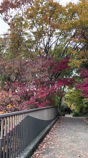 2025/11/29 舞岡公園 紅葉 autumn leaves #横浜 #yokohama #travel