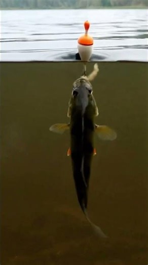 Real Fish Encounters: Watch the Most Captivating Moments! 🐟✨