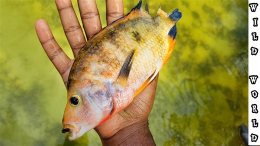 How I catch baby exotic fish to feed my redtail catfish