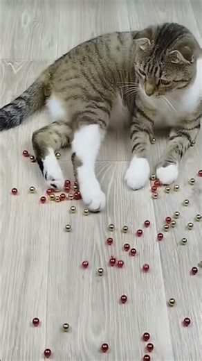 kitten meowing to attract cats #cat