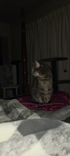 Good morning and Happy Friday from Chessie! I dont think she is ready to get up. #chessie #sleepykitty #friday #bigstretch #haveagreatday